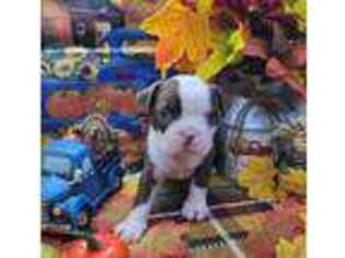 Boston Terrier Puppy for sale in Yuba City, CA, USA