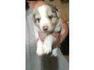 Border Collie Puppy for sale in Kutztown, PA, USA