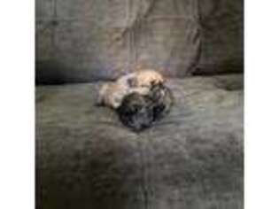 French Bulldog Puppy for sale in Willow Grove, PA, USA