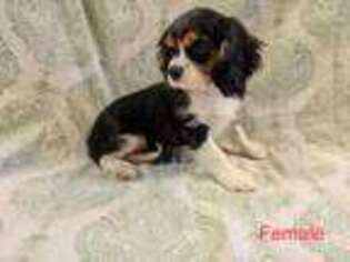 Cavalier King Charles Spaniel Puppy for sale in Green Valley, AZ, USA