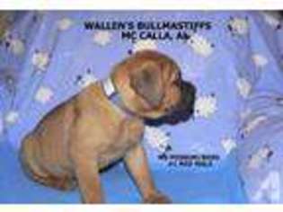 Bullmastiff Puppy for sale in LAKE VIEW, AL, USA