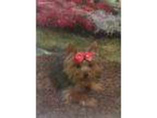 Yorkshire Terrier Puppy for sale in Jeffersonville, IN, USA