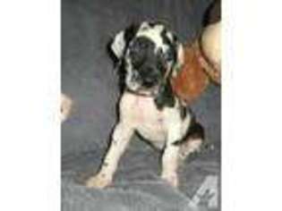 Great Dane Puppy for sale in TROY, MT, USA