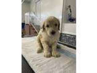 Goldendoodle Puppy for sale in Kings Mountain, NC, USA