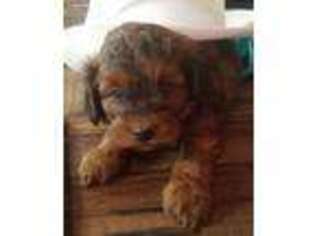 Shih-Poo Puppy for sale in Winfield, PA, USA
