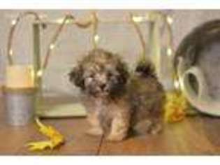 Havanese Puppy for sale in Clinton, MO, USA