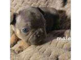 French Bulldog Puppy for sale in Melbourne, AR, USA
