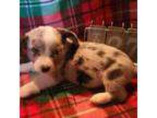 Cardigan Welsh Corgi Puppy for sale in Exeter, MO, USA