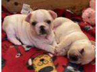 French Bulldog Puppy for sale in Red Bluff, CA, USA