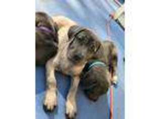 Cane Corso Puppy for sale in Long Branch, NJ, USA