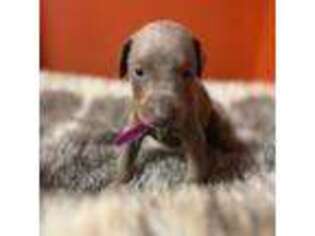 Doberman Pinscher Puppy for sale in Philadelphia, PA, USA