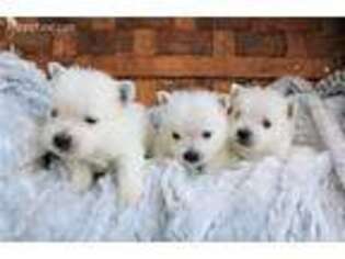 West Highland White Terrier Puppy for sale in Ruston, LA, USA