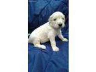 Goldendoodle Puppy for sale in Lynchburg, OH, USA