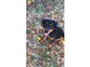 Rottweiler Puppy for sale in Garfield, NJ, USA