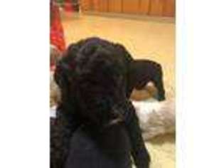 Labradoodle Puppy for sale in Onaway, MI, USA