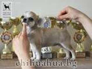 Chihuahua Puppy for sale in Mountain View, CA, USA