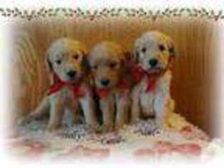 Goldendoodle Puppy for sale in PORTLAND, OR, USA