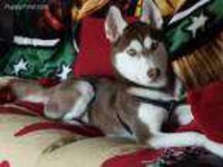 Siberian Husky Puppy for sale in Dauphin, PA, USA
