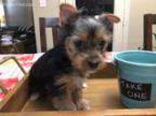 Yorkshire Terrier Puppy for sale in Sanger, TX, USA