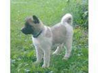 Akita Puppy for sale in Springfield Center, NY, USA