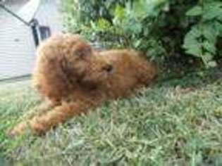 Mutt Puppy for sale in Salem, KY, USA