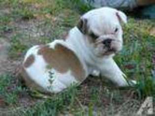 Bulldog Puppy for sale in ROLLA, MO, USA