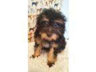 Mutt Puppy for sale in Bowie, TX, USA