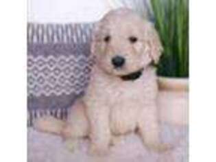 Goldendoodle Puppy for sale in Denver, CO, USA