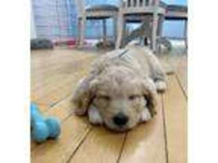 Goldendoodle Puppy for sale in Marshall, MI, USA