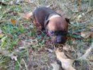 Mutt Puppy for sale in Fayette, AL, USA