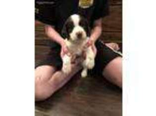 English Springer Spaniel Puppy for sale in Wind Gap, PA, USA