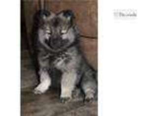 Keeshond Puppy for sale in Pueblo, CO, USA