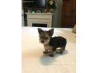 Yorkshire Terrier Puppy for sale in Cuba, MO, USA