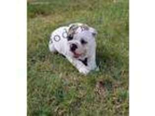 Bulldog Puppy for sale in Gray Court, SC, USA