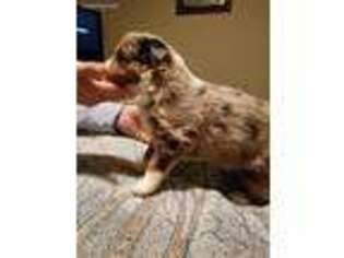 Australian Shepherd Puppy for sale in Fergus Falls, MN, USA