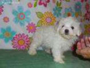 Maltese Puppy for sale in Pierce City, MO, USA