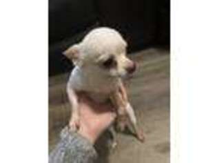 Chihuahua Puppy for sale in Spring Hill, KS, USA