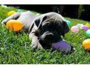 Cane Corso Puppy for sale in San Diego, CA, USA