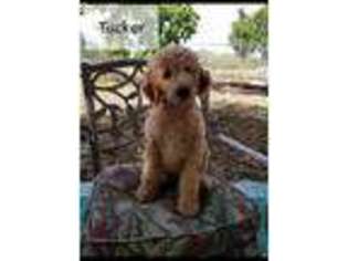 Labradoodle Puppy for sale in La Vernia, TX, USA