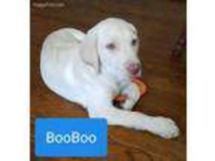 Labrador Retriever Puppy for sale in Williamsburg, VA, USA