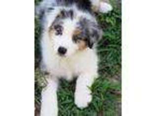 Australian Shepherd Puppy for sale in Louisburg, NC, USA
