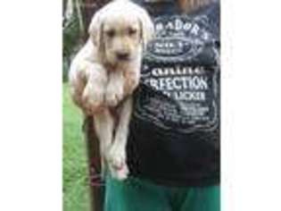 Labrador Retriever Puppy for sale in Lexington, NC, USA