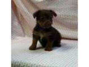 Yorkshire Terrier Puppy for sale in Puxico, MO, USA