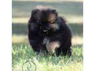Pomeranian Puppy for sale in West Plains, MO, USA