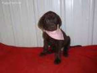 Labrador Retriever Puppy for sale in Glencoe, MN, USA