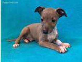 Italian Greyhound Puppy for sale in Anita, IA, USA