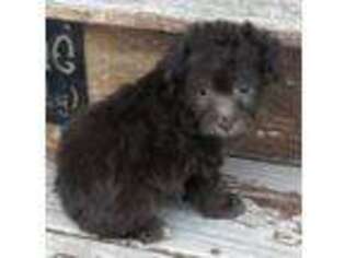 Mutt Puppy for sale in Shepherd, MT, USA
