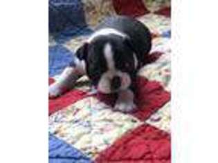 Boston Terrier Puppy for sale in Lyndhurst, VA, USA