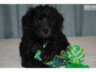 Labradoodle Puppy for sale in Hartford, CT, USA