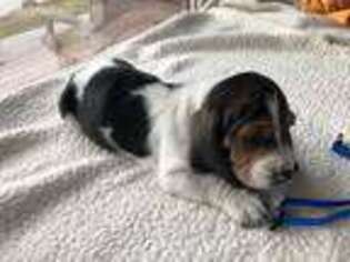 Basset Hound Puppy for sale in Blue Rock, OH, USA